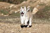 AKITA INU 024